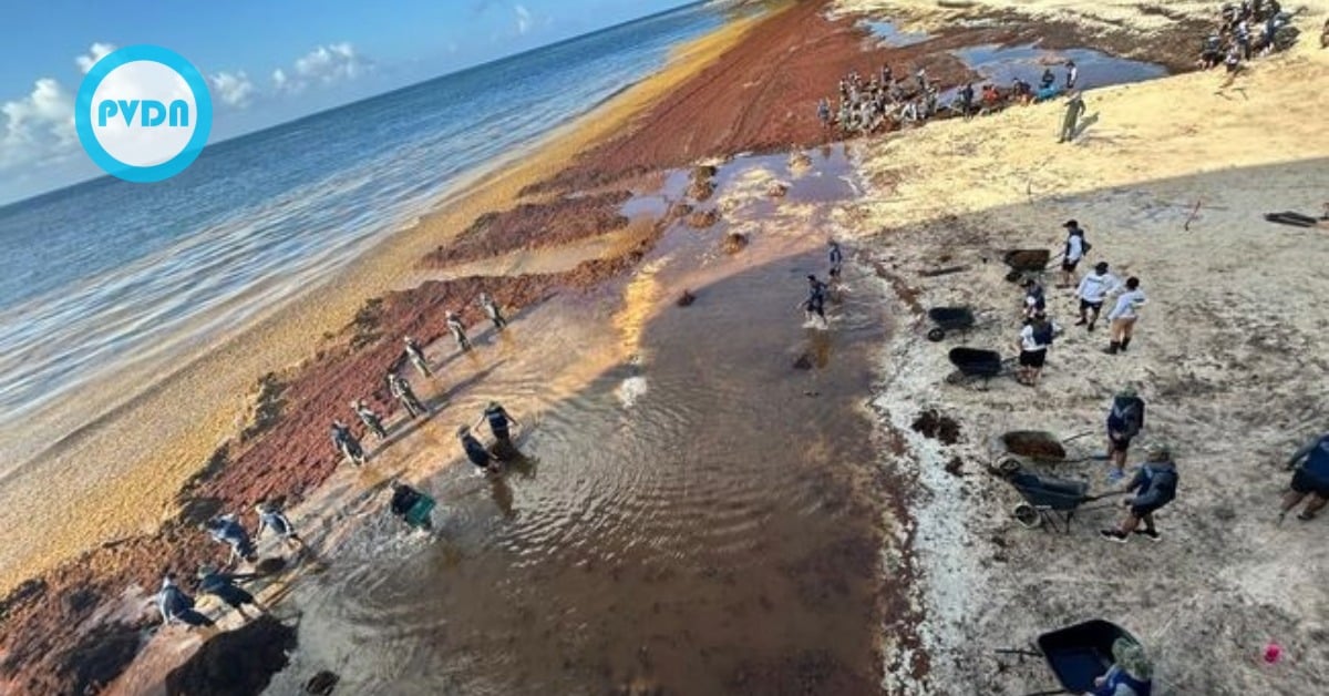 Tulum sargassum cleanup