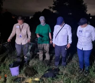 Vallarta mud turtle traps uncovered in midnight sweep Vallarta mud turtle