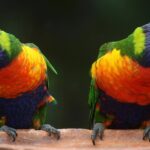 World Animal Day Cancún