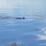 cancun Nichupté crocodile attack