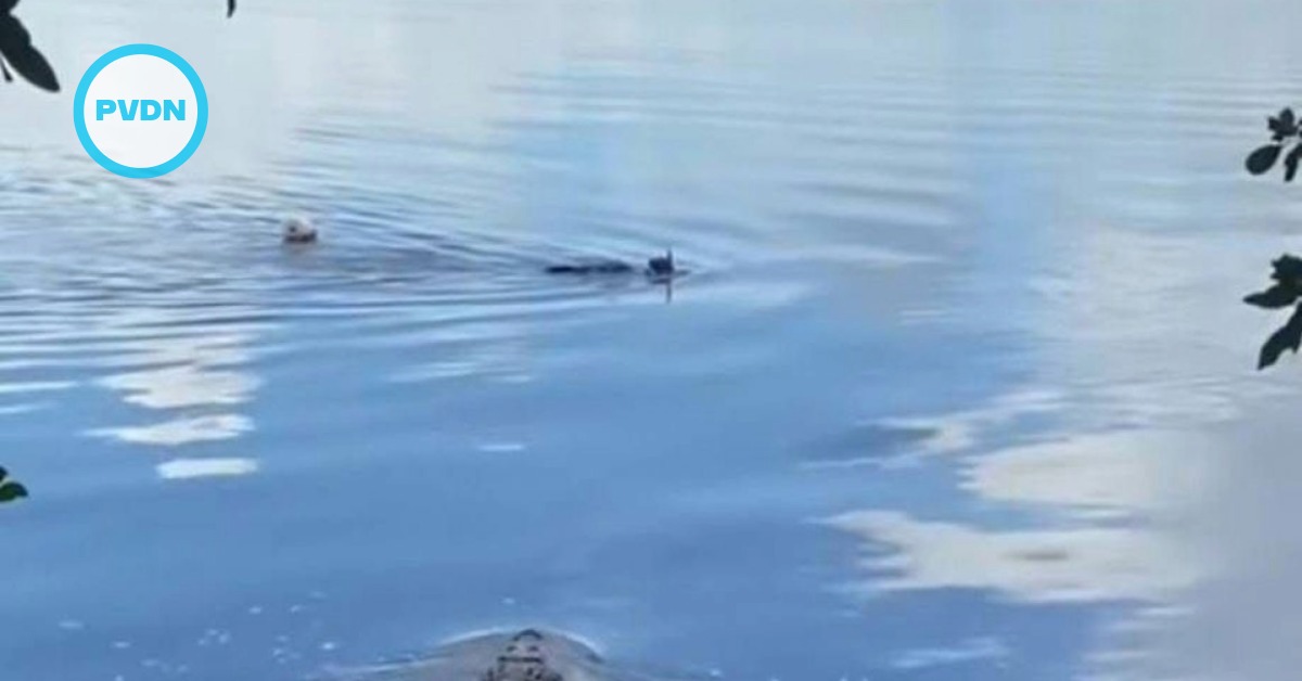cancun Nichupté crocodile attack