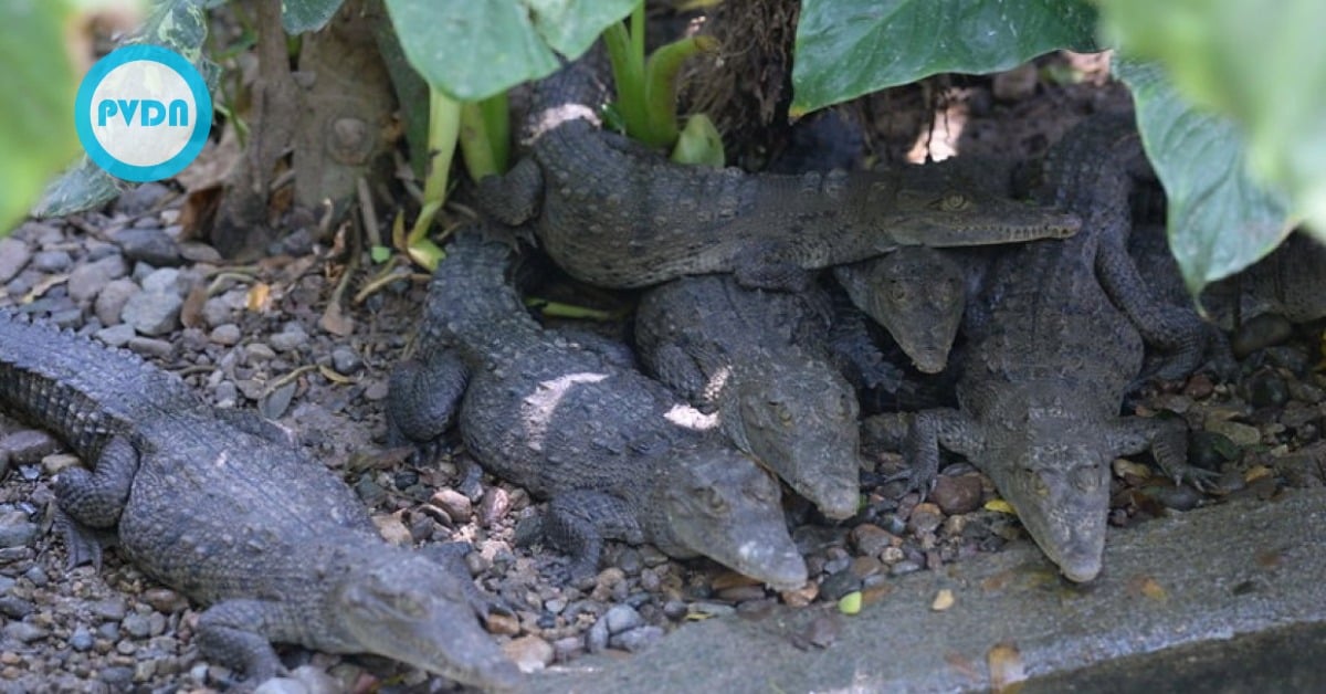 crocodile patrol