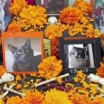dia de muertos pets