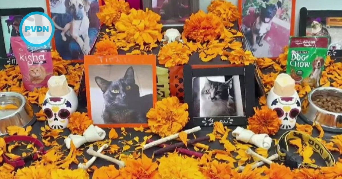 dia de muertos pets