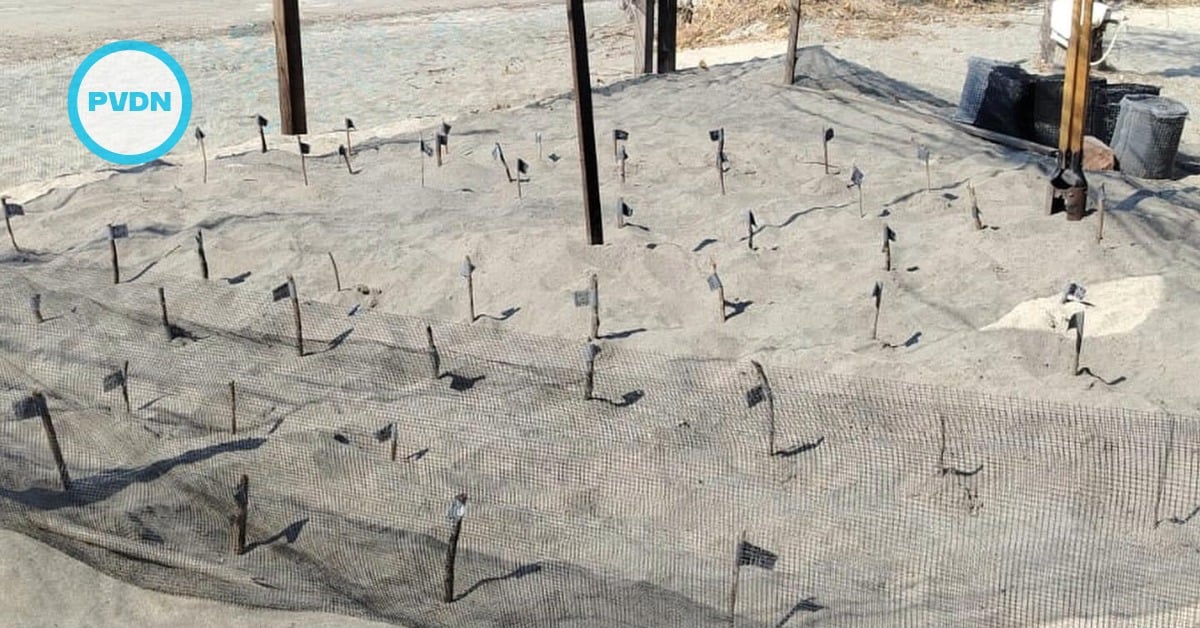 Boca de Tomates turtle