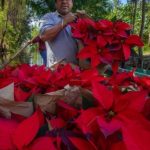 Cancun poinsettia vendors