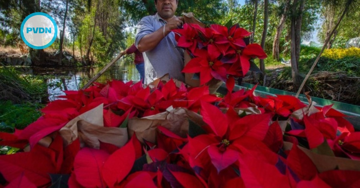 Cancun poinsettia vendors