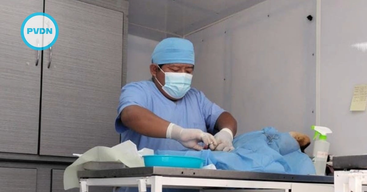 Los Cabos animal welfare