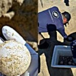 Los Cabos leatherback nest