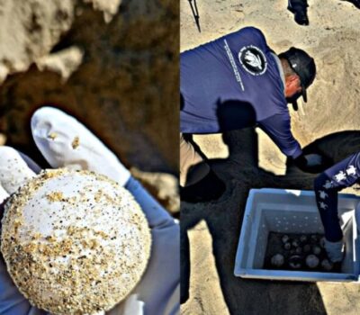 Los Cabos leatherback nest