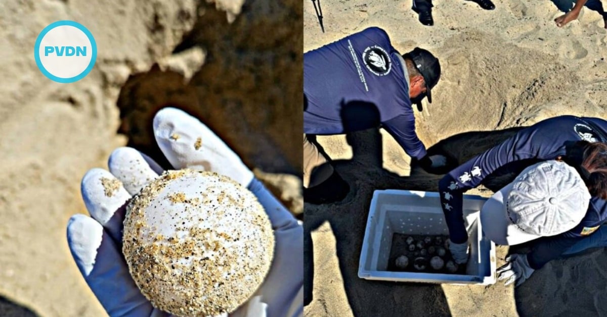 Los Cabos leatherback nest