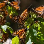 Monarch butterfly sanctuaries