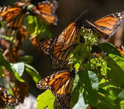 Monarch butterfly sanctuaries