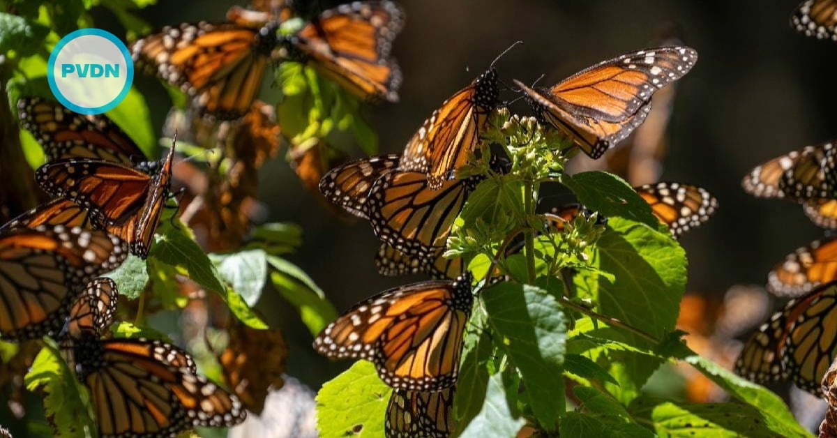 Monarch butterfly sanctuaries
