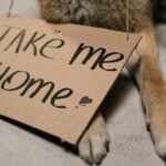 Playa del Carmen pet adoptions