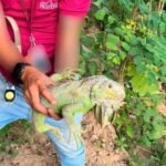 Profepa releases 10 green iguanas