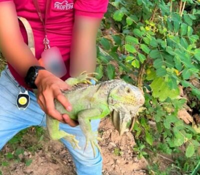 Profepa releases 10 green iguanas