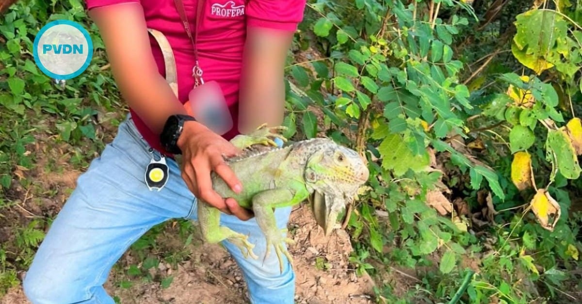 Profepa releases 10 green iguanas