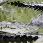 Puerto Vallarta crocodiles