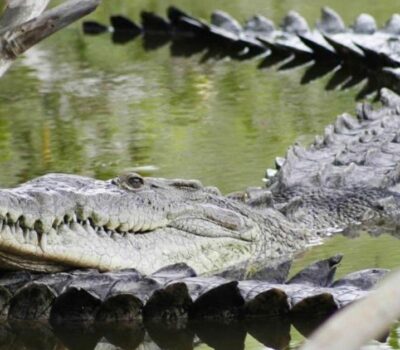 Puerto Vallarta crocodiles