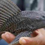 Quintana Roo devilfish