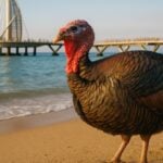 Thanksgiving in Puerto Vallarta