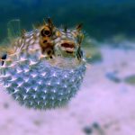 Tulum pufferfish die-off