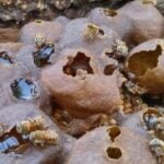 melipona bee hotel Cancun