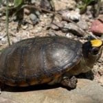 puerto vallarta turtle