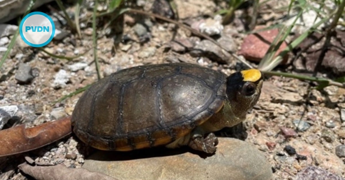 puerto vallarta turtle