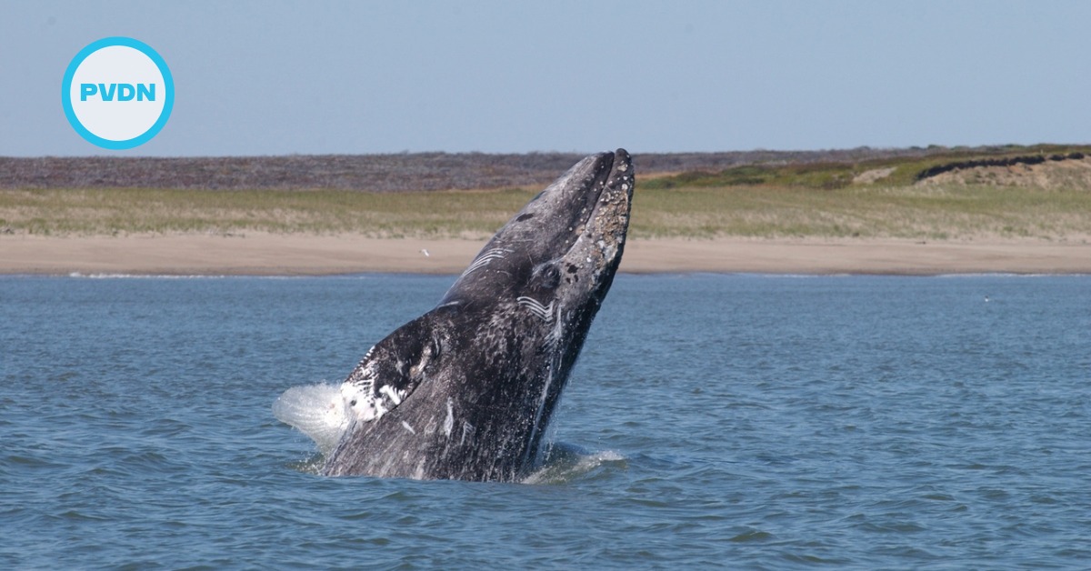 Baja gray whales