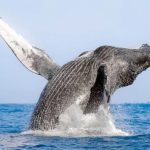 Banderas Bay whale season