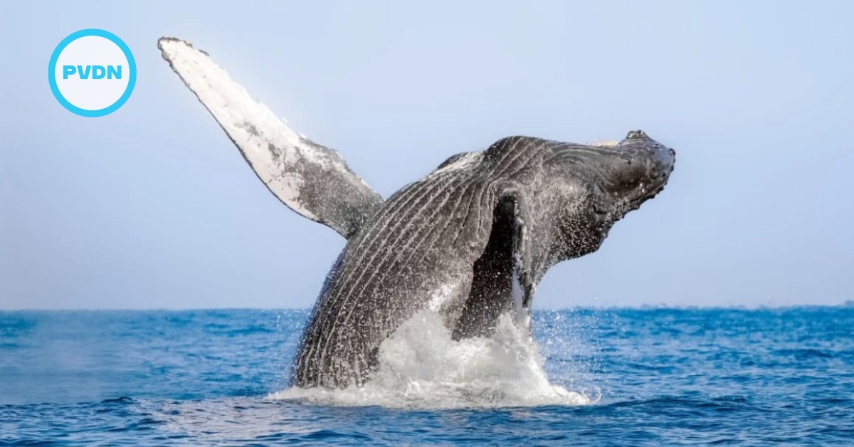 Banderas Bay whale season