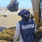 Mexican Caribbean sargassum