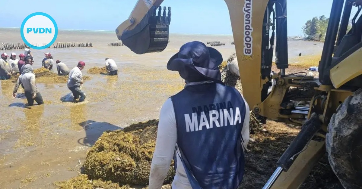 Mexican Caribbean sargassum