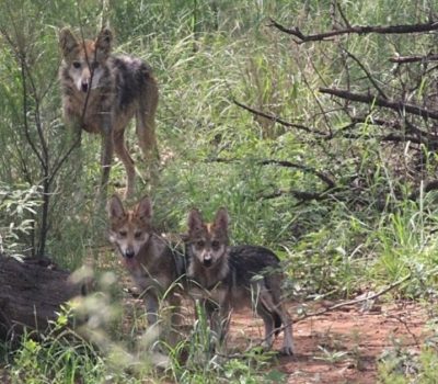 Mexican gray wolf