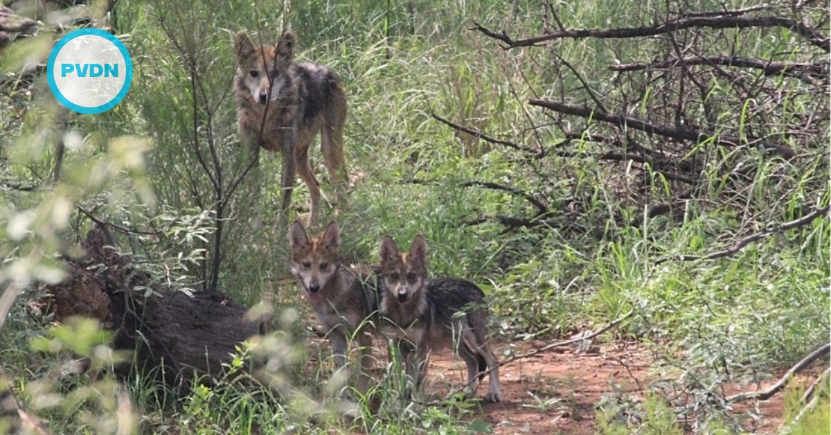 Mexican gray wolf