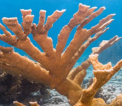 Mexican marine species