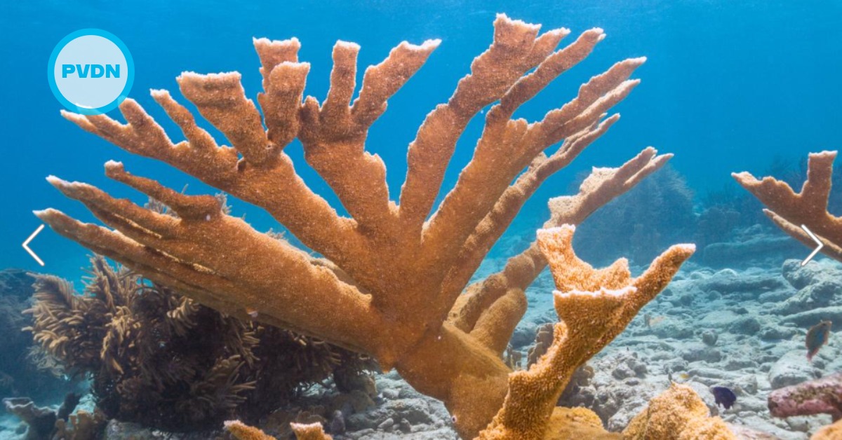 Mexican marine species