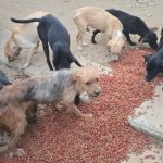 Oaxaca dog slaughterhouse