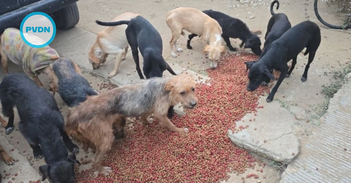 Oaxaca dog slaughterhouse