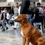 Operativo Perrito Peregrino