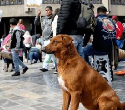 Operativo Perrito Peregrino