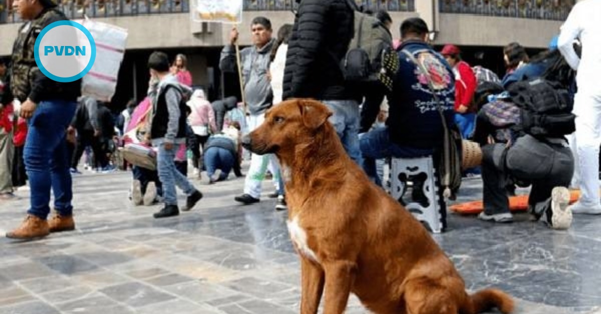 Operativo Perrito Peregrino