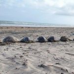 Playa Bagdad 500 dead sea turtles