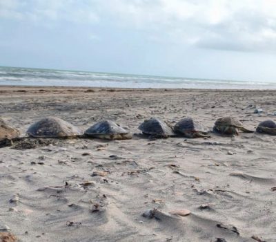 Playa Bagdad 500 dead sea turtles