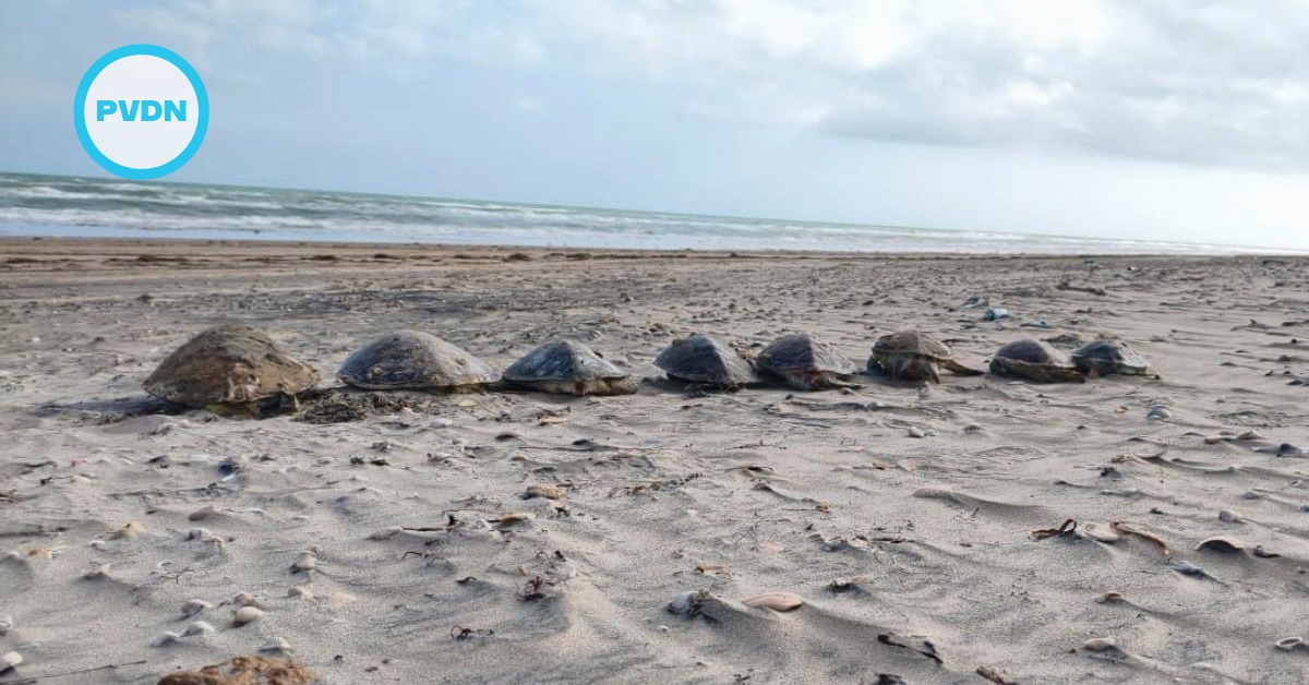 Playa Bagdad 500 dead sea turtles