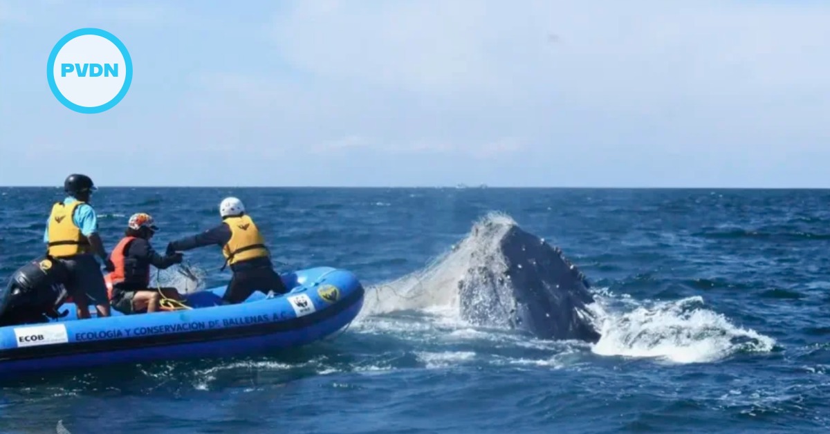 Puerto Vallarta whale rescue