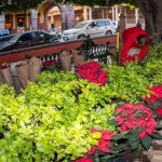 San Miguel Christmas poinsettias