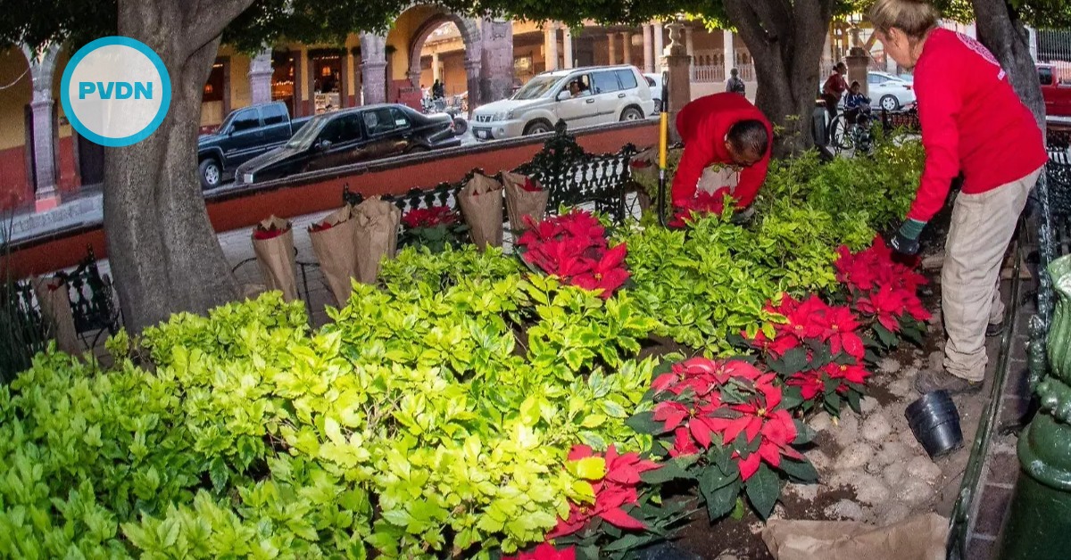San Miguel Christmas poinsettias